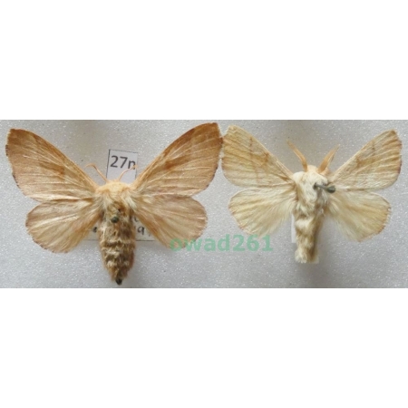 Malacosoma neustria (Linnaeus, 1758) pair Czech27n
